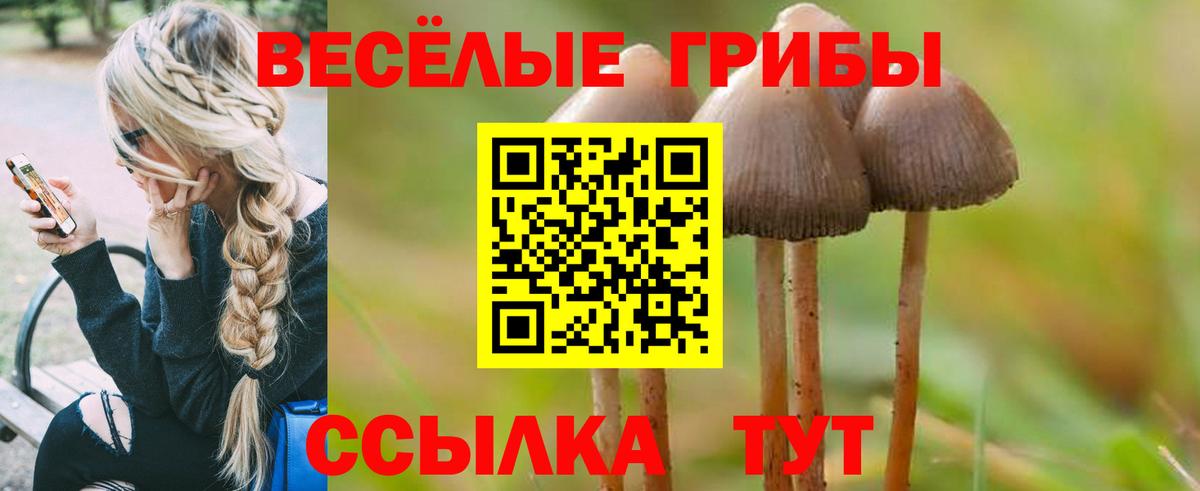 Галлюциногенные грибы Psilocybe Качканар
